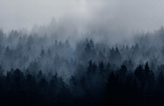 Rebel Walls R18868 Mystic Shades Cloudy Forest Blue - mural w zamglony las