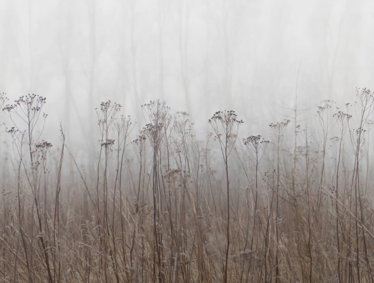 Rebel Walls R18853 Mystic Shades Autumn Haze Beige - mural w motyw łąki