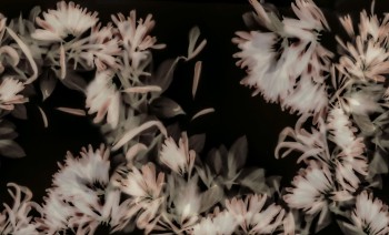 e8306d5c3f49253dd7f2056fd0d31bc2