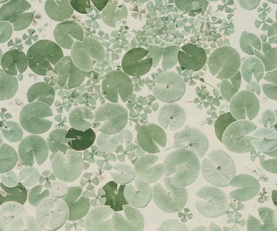 Rebel Walls R20182 Mystic Shades Water Lilies Light Green - mural w lilie wodne