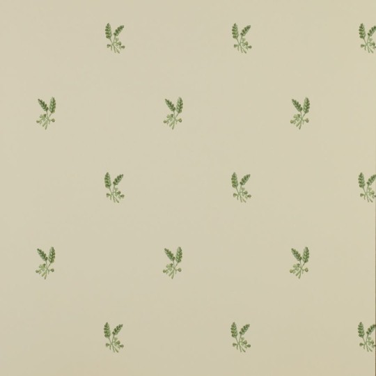 Colefax and Flower 07926/01 Small Design W/Papers Fernwood Leaf Green - tapeta w minimalistyczny motyw roślinny
