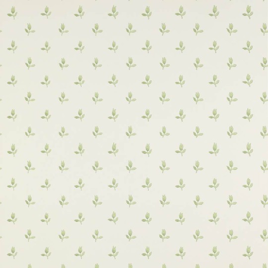 Colefax and Flower 07986/04 Small Design W/Papers II Sudbury Park Green - tapeta w minimalistyczne tulipany