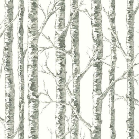 York BW3901 Black and White Resource Library Paper Birch Neutral - tapeta w drzewa