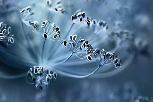 Rebel Walls R19185 Pops Blue Crown Dill - mural w kwiaty w powiększeniu