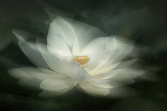 Rebel Walls R19175 Pops White Waterlily - mural w lilię wodną w makro wydaniu