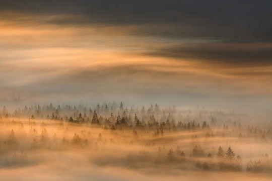 Rebel Walls R19171 Pops Golden Fir Forest - mural w leśny krajobraz we mgle