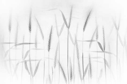 Rebel Walls R19170 Pops Grain - mural w źdźbła zbóż