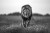 7e4148a2febe5367ce957a40683cfa03