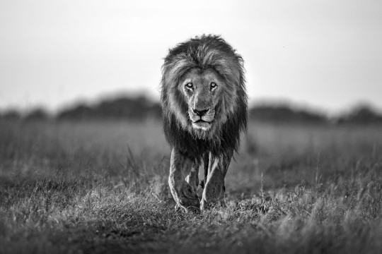 Rebel Walls R19160 Pops Lion King - mural w lwa