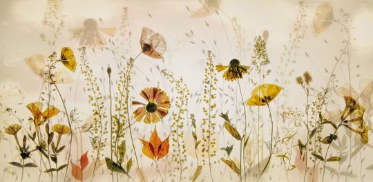 Rebel Walls R19141 Pops Midsummer Meadow - mural w polne kwiaty