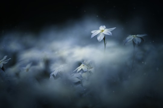 Rebel Walls R19131 Pops Midnight Flower - mural w kwiaty