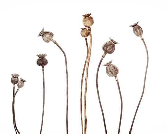 Rebel Walls R19109 Pops Poppy Capsules - mural w roślinny motyw