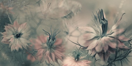 Rebel Walls R19103 Pops Vintage Blossoms - mural w kwiaty