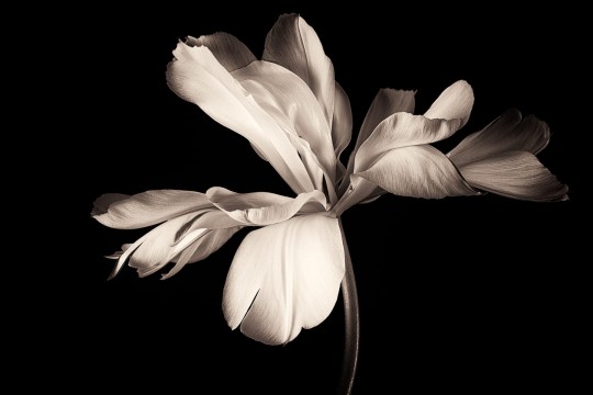 Rebel Walls R19089 Pops Dramatic Flower - mural w kwiaty