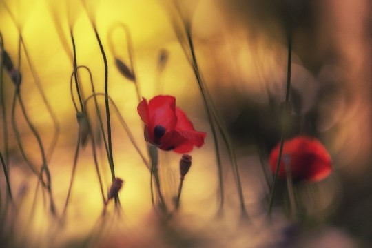 Rebel Walls R19065 Pops Soft Poppy - mural w maki