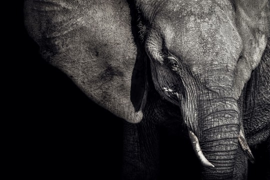 Rebel Walls R19022 Pops Elephant - mural w słonia