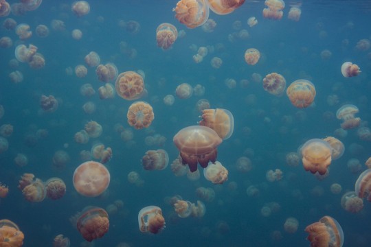 Rebel Walls R19019 Pops Smack of Jellyfish - mural w meduzy