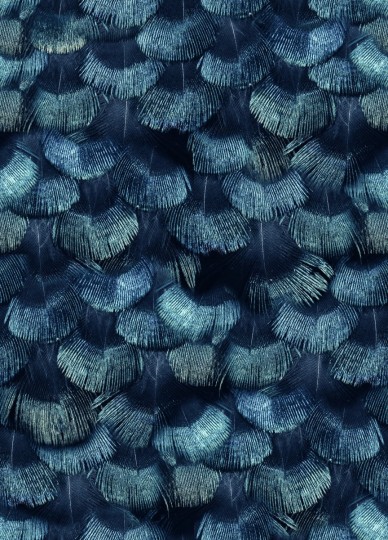 Rebel Walls R18555 Pops Petite Peacock Plumage Teal - tapeta w pawie pióra