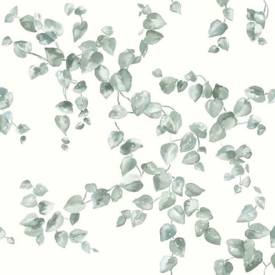 York FH4037 Simply Farmhouse Creeping Fig Vine Sage - tapeta w liście