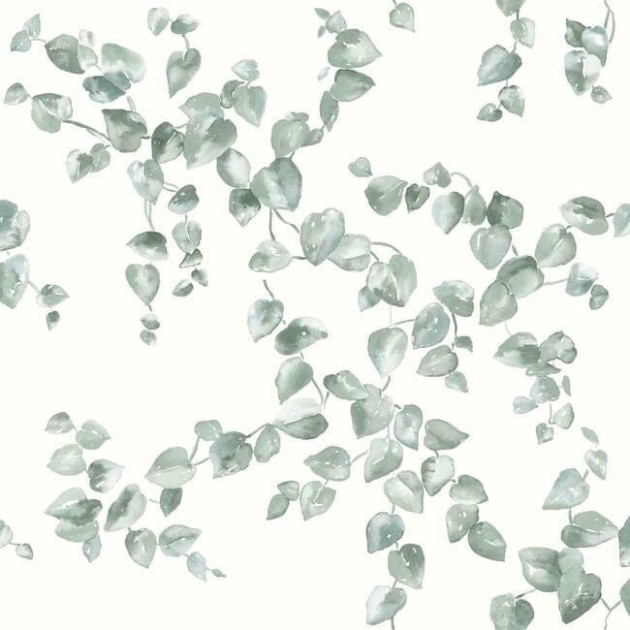 York FH4037 Simply Farmhouse Creeping Fig Vine Sage - tapeta w liście