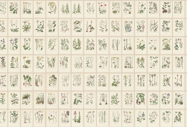 Sandberg S10508 Tradgarden Botanica Oat - mural w kafelki ozdobione botanicznymi motywami