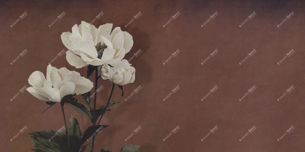 Inkiostro Bianco INKDNAD2501 Monochrome Haerdaceous Paeony – mural z piwonią