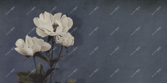 Inkiostro Bianco INKDNAD2502 Monochrome Haerdaceous Paeony – mural z piwonią