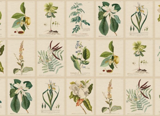 Sandberg S10598 Herbarium Flora Green – mural szkicownik z kwiatami