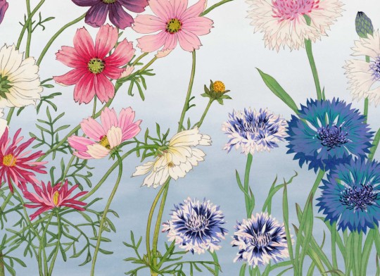 Hovia FL0226BU07W Cosmos - mural w duże kwiaty