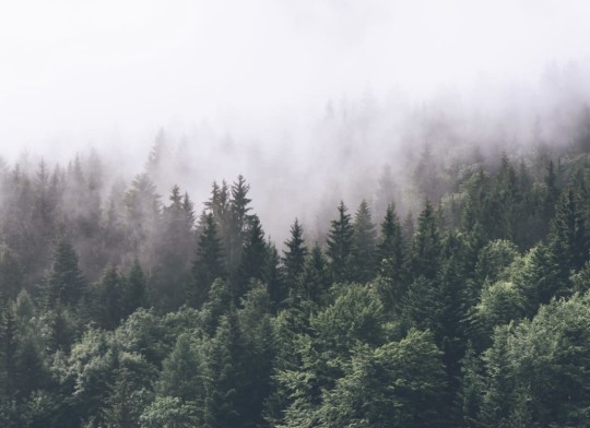 Hovia FO0020GR01W Woodlands - mural w leśny pejzaż