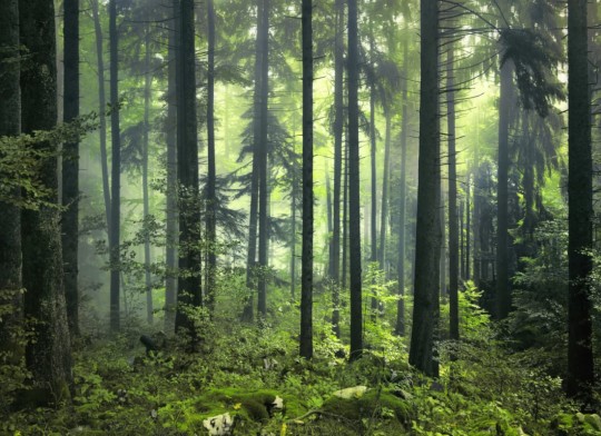 Hovia FO0042GR30W Verde - mural w realistyczny las