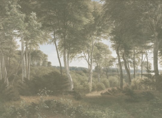 Hovia FO0369GR04W Delhoved Forest Light - mural w leśny pejzaż