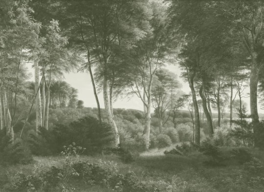 Hovia FO0372GR04W Delhoved Forest Green - mural w leśny pejzaż