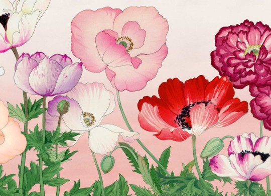 Hovia FL0224PI07W Papaver - mural w kwiaty