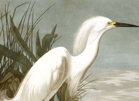 Hovia BI0002BI30W Egret - mural w czaple śnieżną