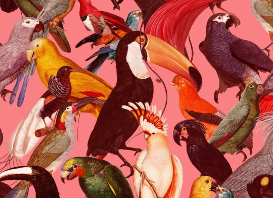 Hovia AN5017MU03W Exotic - mural w egzotyczne ptaki