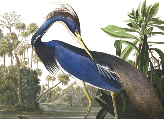 Hovia BI0006BP30W Flock - mural w dużą czaplę