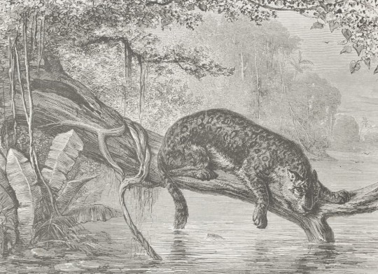 Hovia JU0002BW02W Riverside - mural w pejzaż rzeki i jaguara