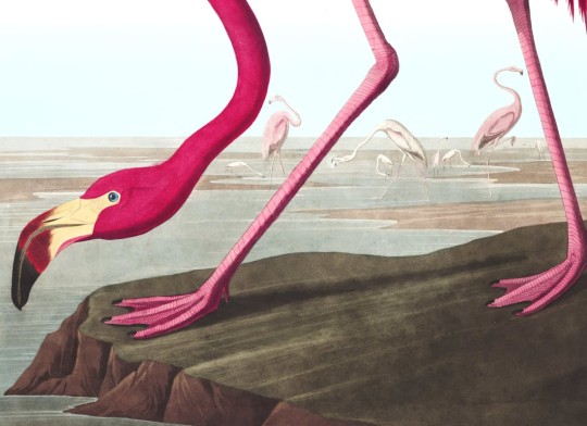 Hovia BI0005BP30W Flamboyance - mural we flamingi