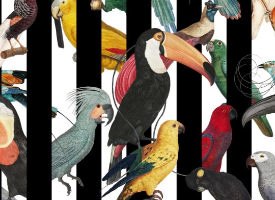 Hovia AN5018MU03W Bliss - mural w papugi i pasy