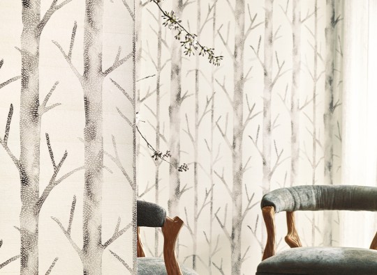J&V 26045 Scalamandre Everett - tapeta w brzozy