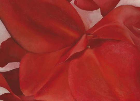 Hovia AR0057RE30W Cannas - mural w duże kwiaty