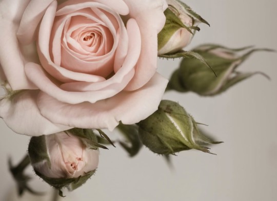 Hovia RO0012PI30W Parfait - mural w dużą różę