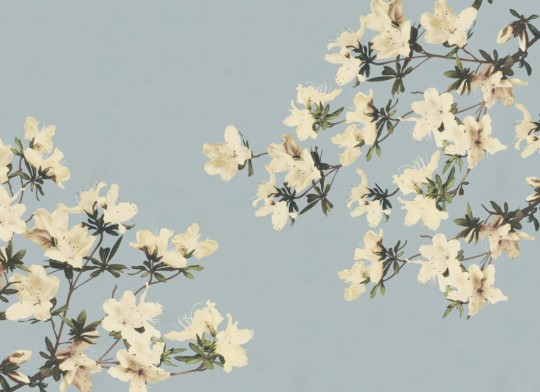 Hovia FL0096BU04W Azaleas - mural w kwiaty