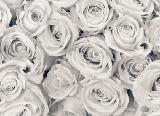 Hovia RO0007GE30W Rose Mist - mural w duże róże