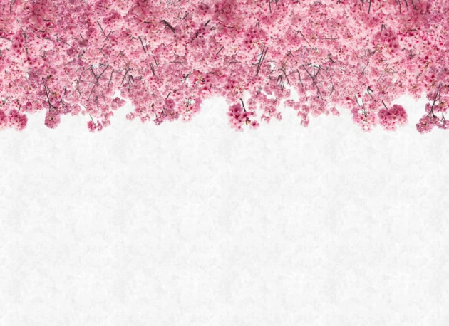 Hovia FL0102PI05W Hanami Pink - mural w kwitnące wiśnie