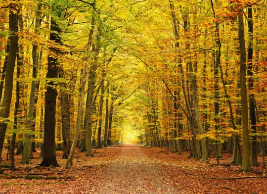 Hovia FO0081YE30W Amber - mural w jesienny las