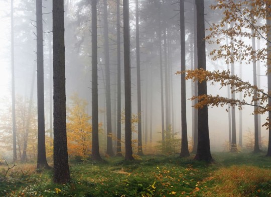 Hovia FO0065GE30W Deciduous - mural w zamglony las