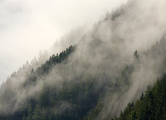 Hovia FO0018GR01W Climb - mural w zamglony las