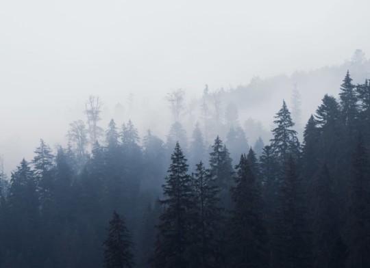 Hovia FO0010BU01W Silkwood - mural w zamglony las